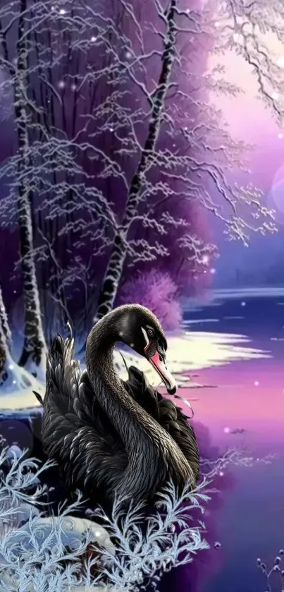 Majestic black swan on a snowy lake with purple sunset.