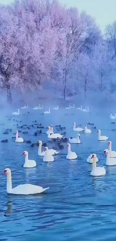 Swans gracefully swimming on a misty, frosty lake.