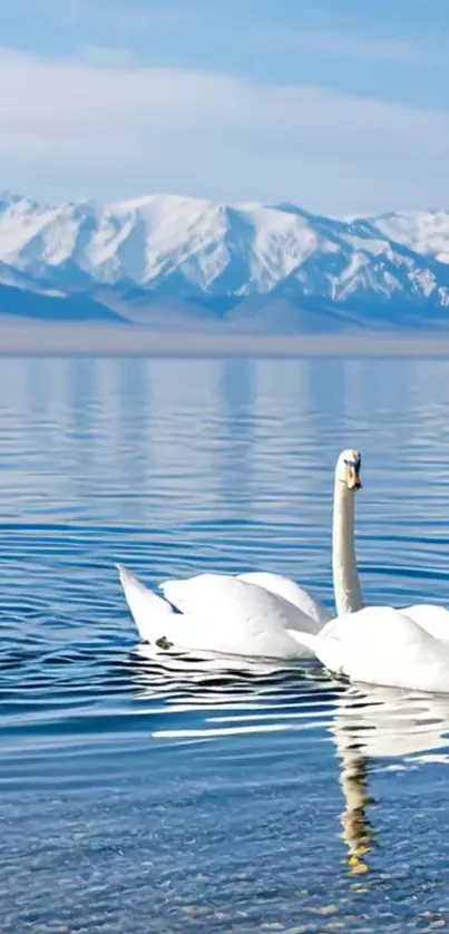 Swans gliding on a tranquil mountain lake.