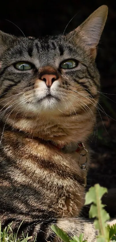 Close-up portrait of a majestic tabby cat with green eyes in a natural setting.