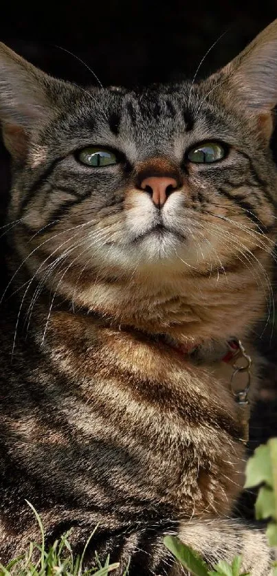 Majestic tabby cat with green eyes in sunlight.