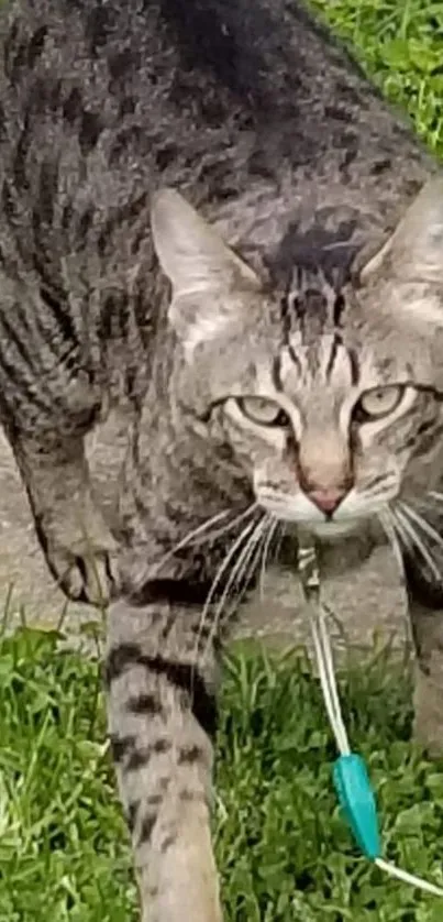 Close-up of a tabby cat with green grass background.