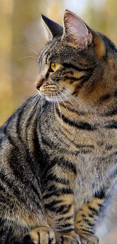 Majestic tabby cat sitting outdoors in natural light.