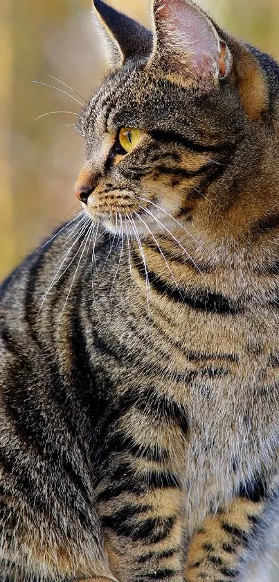 Majestic tabby cat with striking yellow eyes, perfect for phone wallpaper.