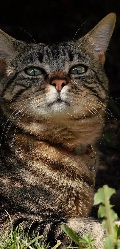 Majestic tabby cat with green eyes in nature.