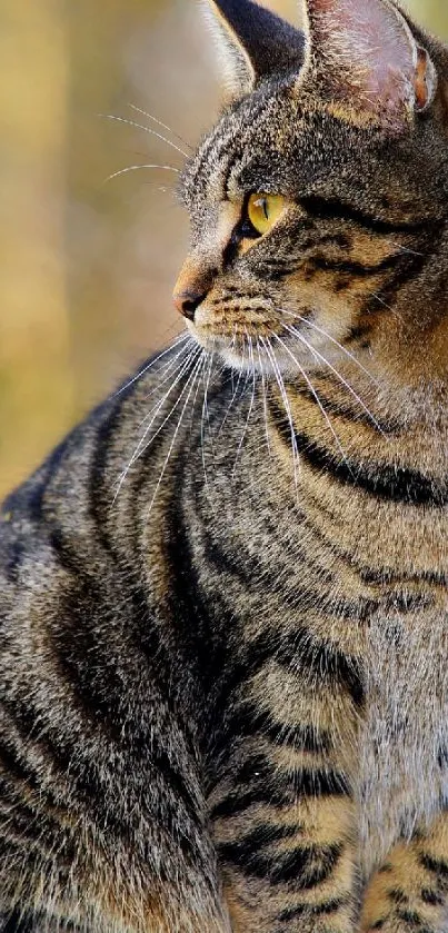 Majestic tabby cat with yellow eyes in nature.