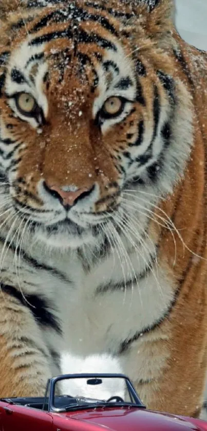 Majestic tiger with classic car in snowy setting wallpaper.