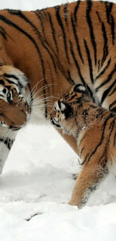 Tiger and cub in snowy landscape wallpaper.