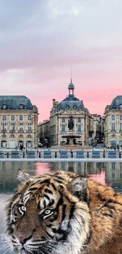 Majestic tiger against a city backdrop at sunset.