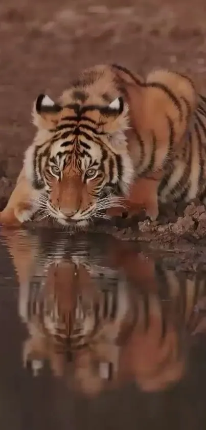 Tiger drinks water, muddy reflection captured.