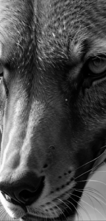 Black and white close-up of a tiger's fierce gaze.