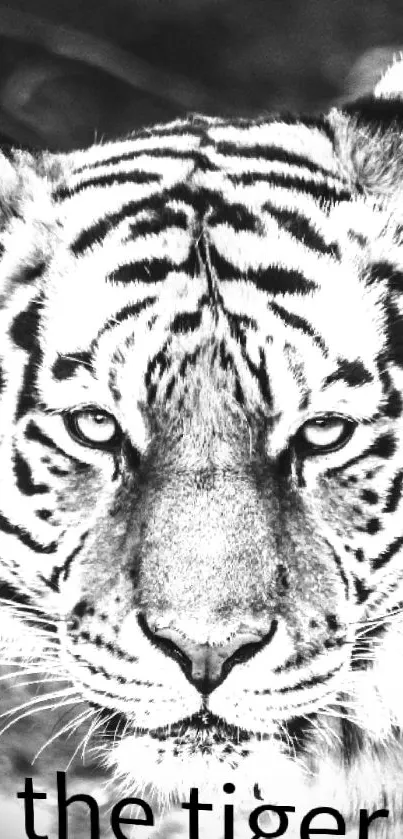Black and white tiger face close-up wallpaper for mobile.