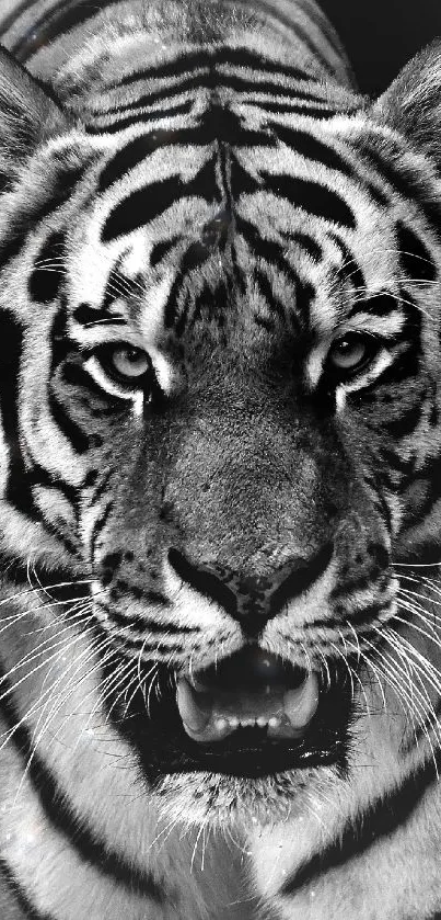 Majestic black and white tiger image in high contrast.