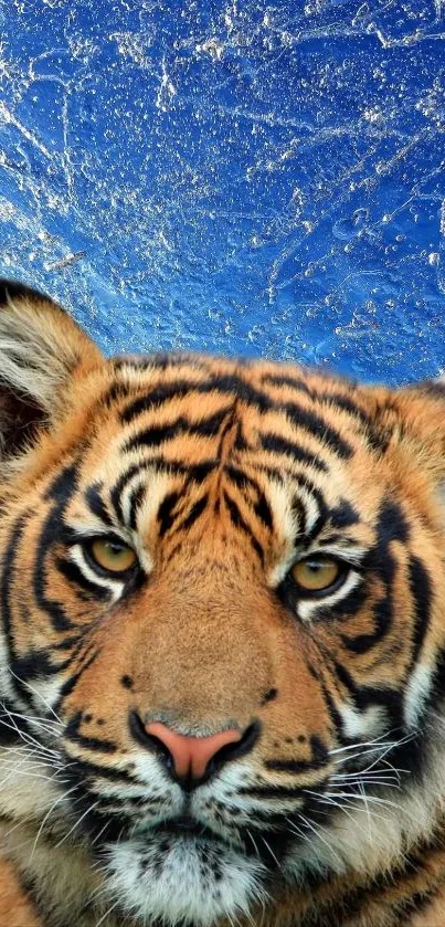 Majestic tiger on a blue textured background wallpaper.