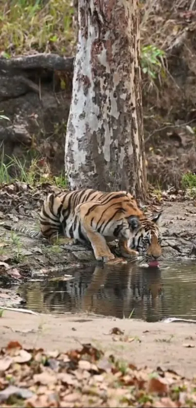 Tiger drinking from a peaceful forest stream in natural setting.