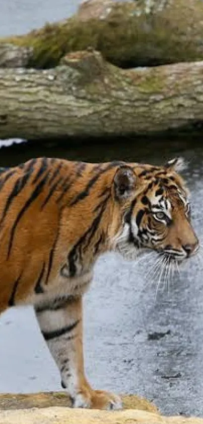 Tiger walking beside a serene lake with fallen logs.