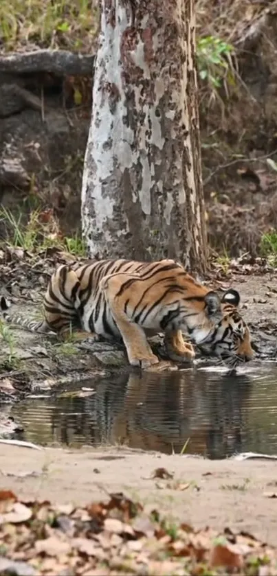 Majestic tiger sipping water from a serene forest pond.