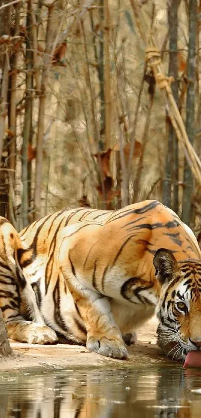 Tiger by the water in a bamboo forest, vibrant and majestic.