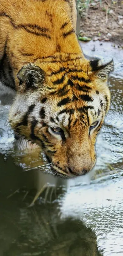 Majestic tiger drinking water in the wild.