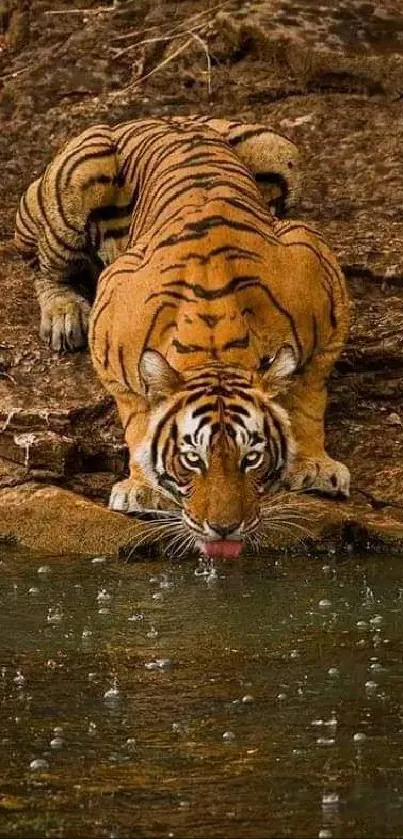 Majestic tiger drinking water by rocky waterside.