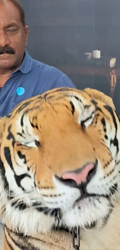 Close-up of a majestic tiger with a serene expression on its face.