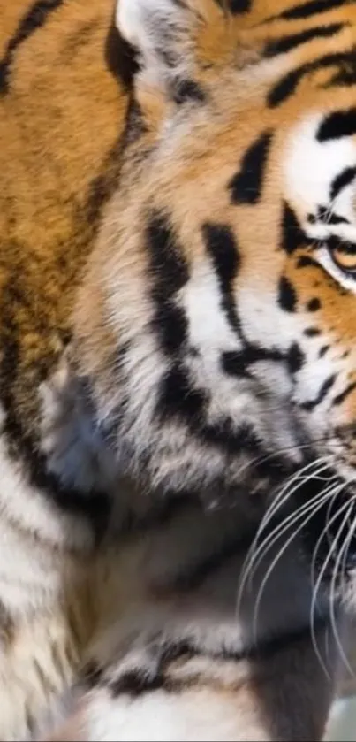 Close-up of a majestic tiger displaying its striking orange and black stripes.