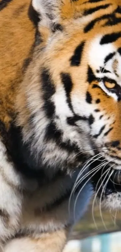 Close-up of a majestic tiger with vibrant fur and intense gaze.