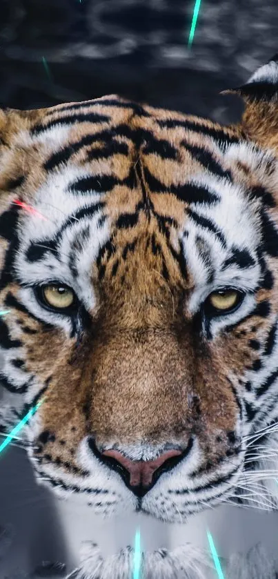 Majestic tiger close-up wallpaper with vibrant eyes and stripes.