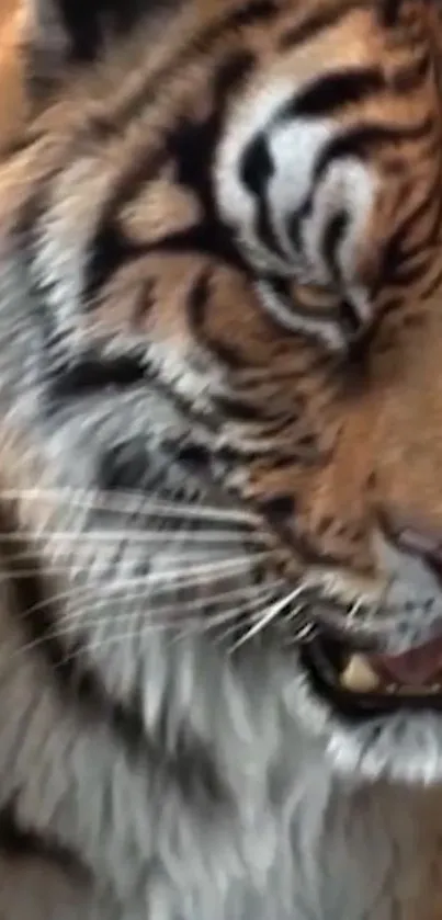 Close-up of a majestic tiger's face showing its fierce expression.