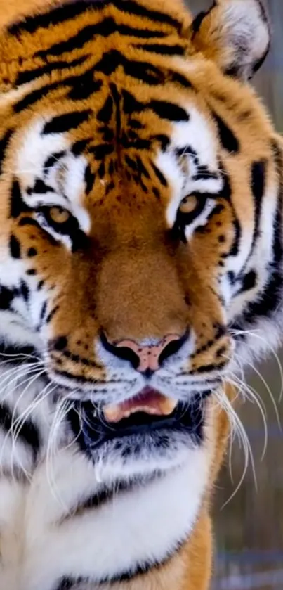 Close-up of a majestic tiger's face with striking eyes.