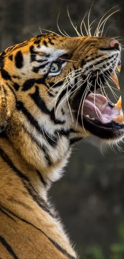 Close-up of a fierce tiger roaring in a captivating wildlife scene.