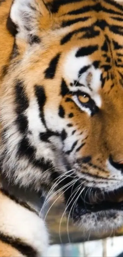 Close-up photo of a majestic tiger's face with striking features.