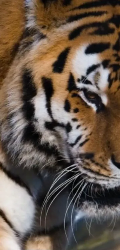Close-up image of a majestic tiger with prominent stripes.