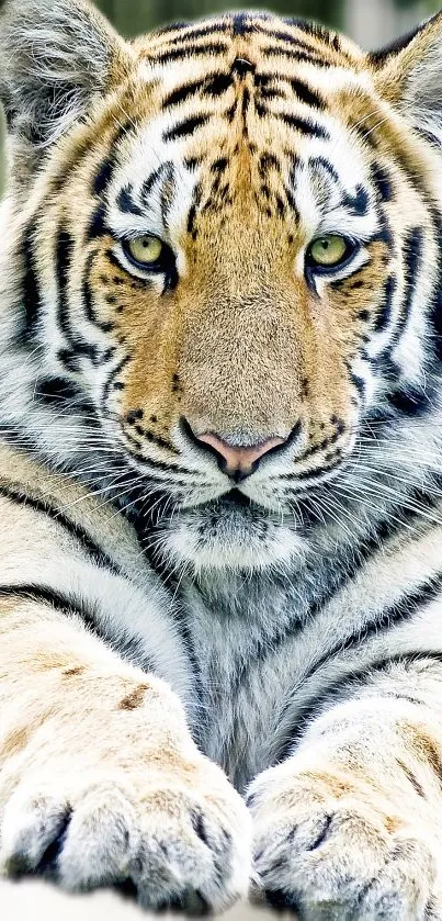 Close-up shot of a majestic tiger with striking amber eyes.