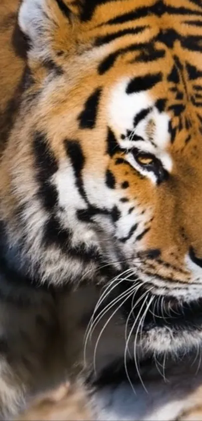 Close-up of a majestic tiger in its natural habitat.