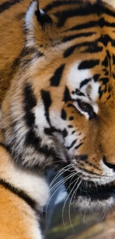 Close-up of a majestic tiger with striking fur pattern.