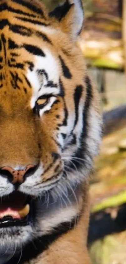 Close-up of a majestic tiger in the wild.