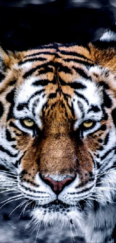 Close-up of a majestic tiger's face with intense eyes and striking stripes.