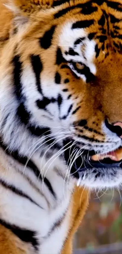 Close-up image of a majestic tiger in vivid detail.