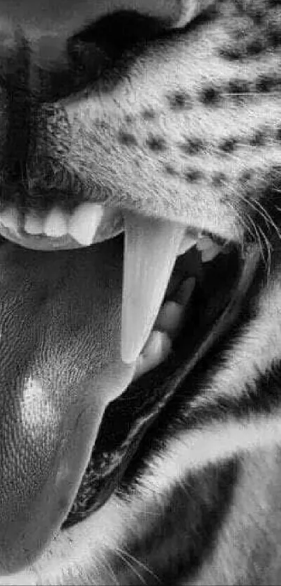 Close-up of a tiger's teeth and tongue in black-and-white.