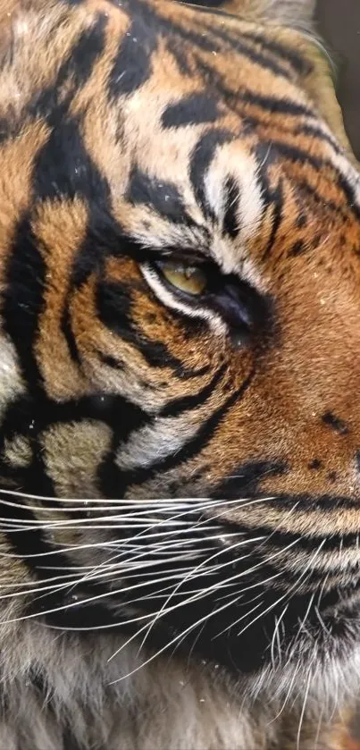 Close-up of a majestic tiger with striking stripes and an intense gaze.