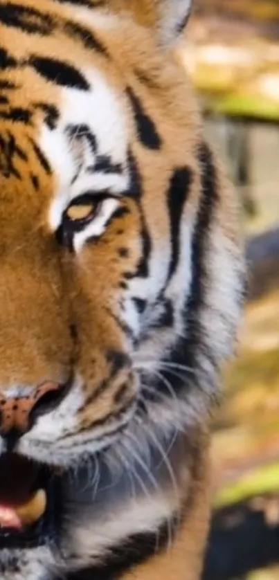 Close-up of a majestic tiger with vibrant stripes.