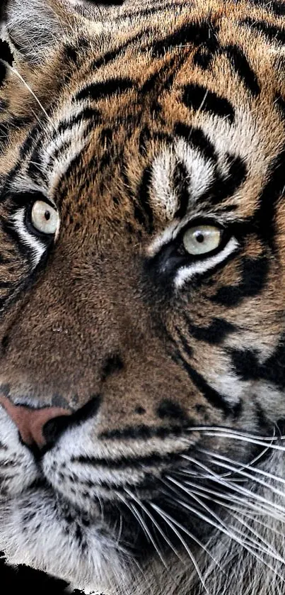 Close-up image of a majestic tiger face with intense gaze.