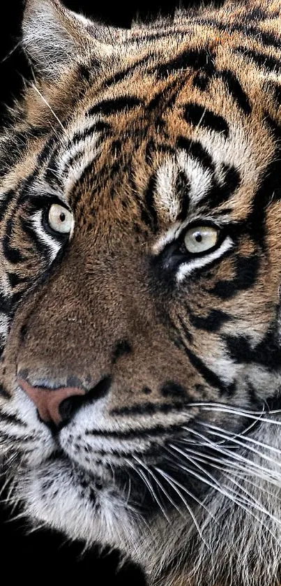 Close-up view of a majestic tiger with vivid orange fur patterns.