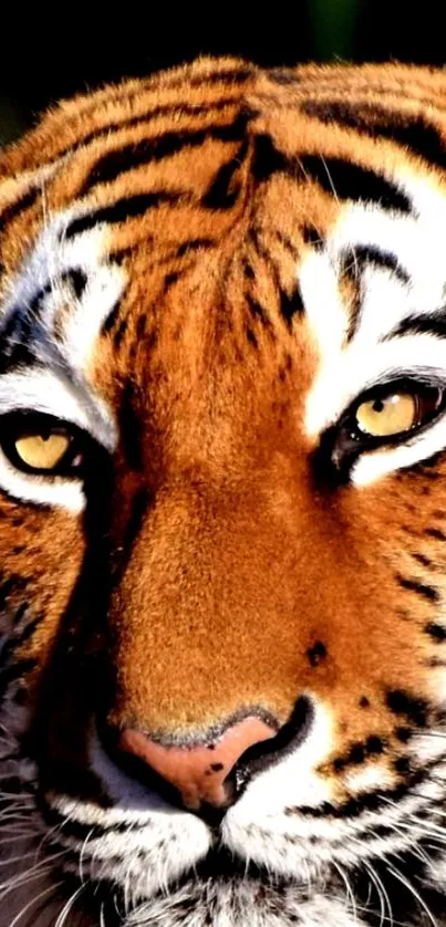 Close-up of a tiger's face with intense gaze and orange fur.