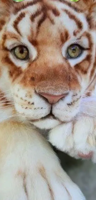 Close-up of tiger with vibrant fur and piercing eyes in a natural setting.