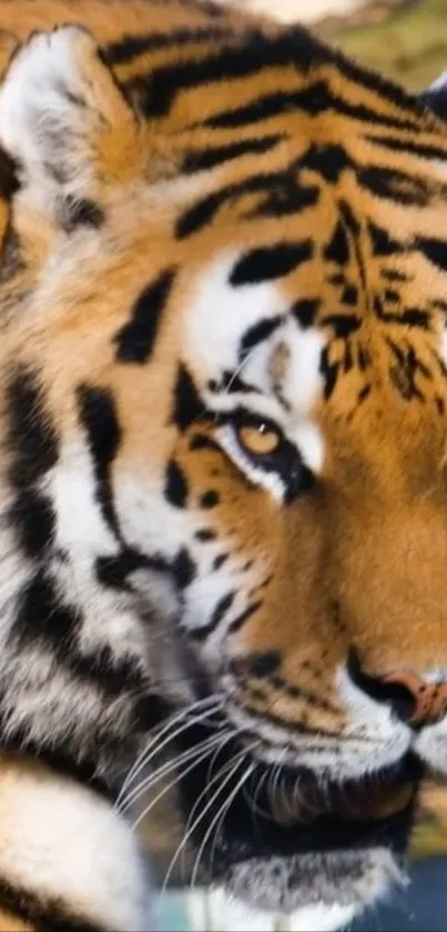 Close-up image of a majestic tiger, showing vibrant fur patterns.