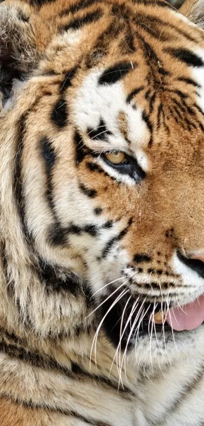 Close-up of a majestic tiger face with vibrant orange and black stripes.