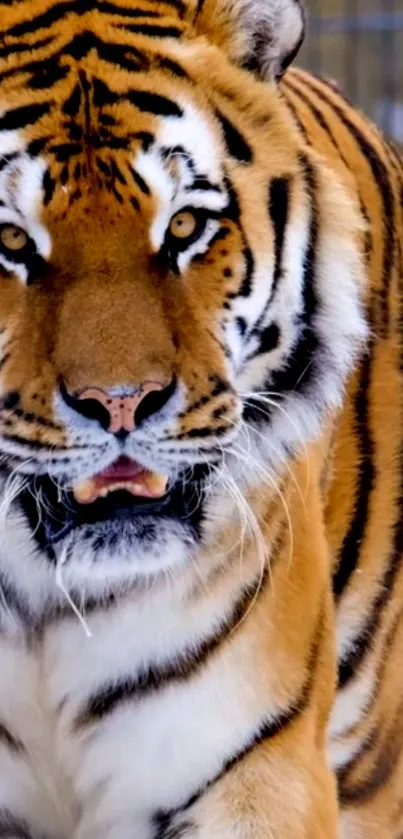 Close-up of a majestic tiger showing its vibrant orange and black stripes.