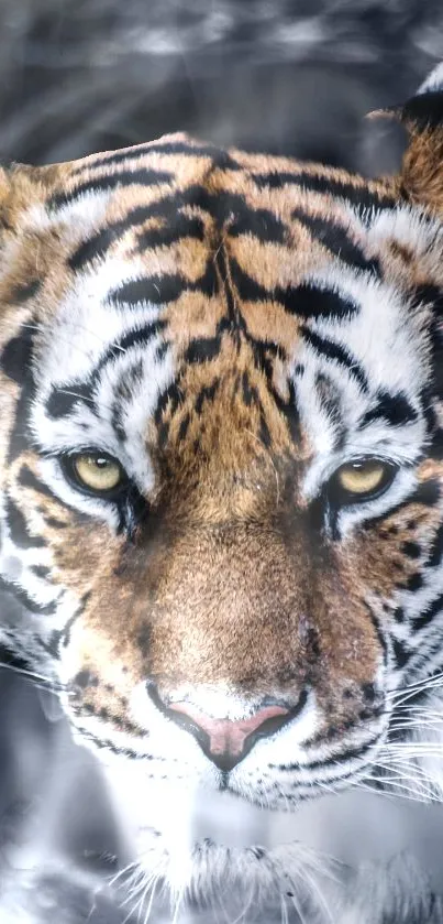 Close-up of a majestic tiger's face in nature.